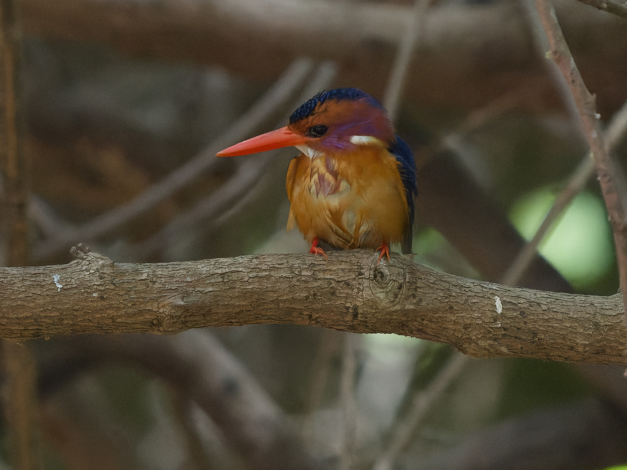 African pygmy kingfisher (Ispidina picta)